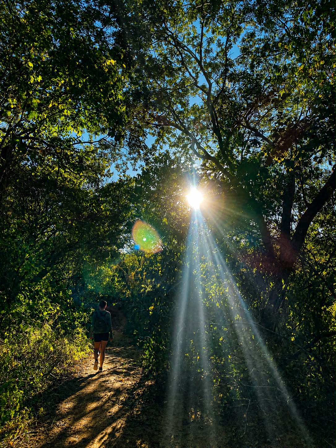 Trilha na mata da Serra de Patu com raios de sol entre as árvores